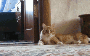 微信图片_20200924115231.gif